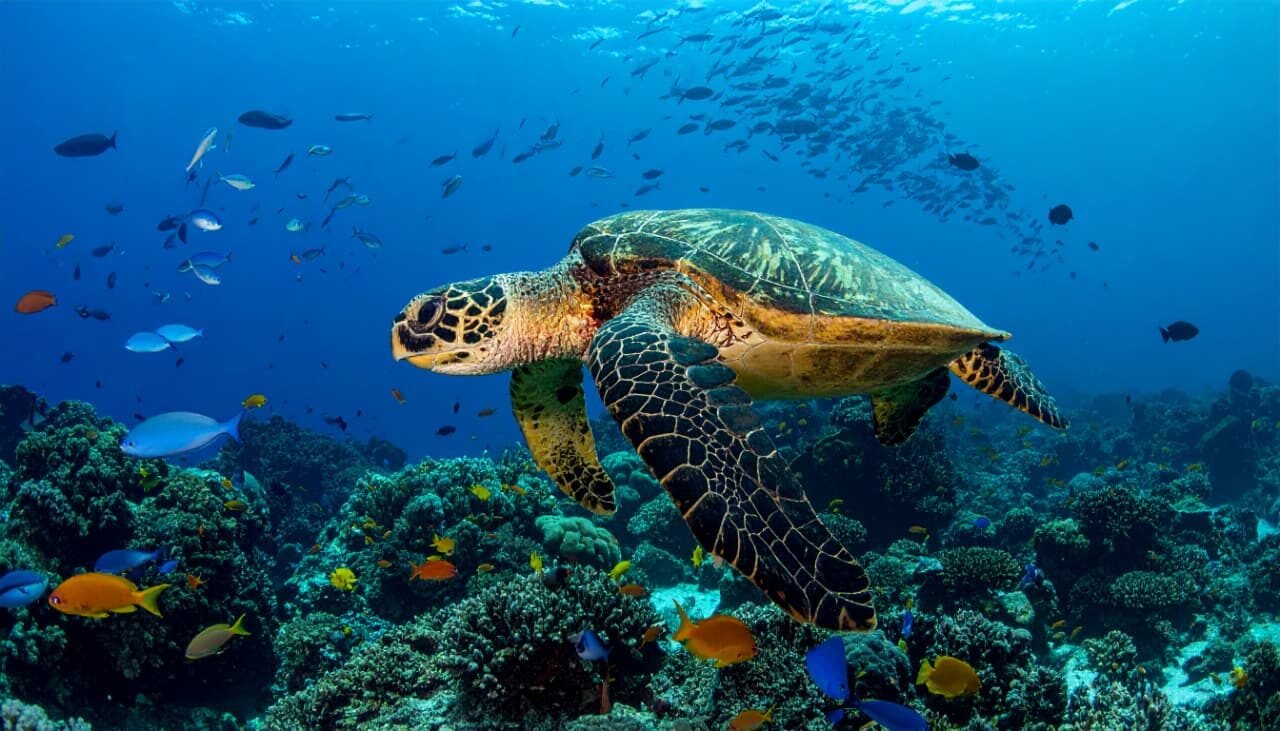 Turtle-watching-in-nilaveli.jpg