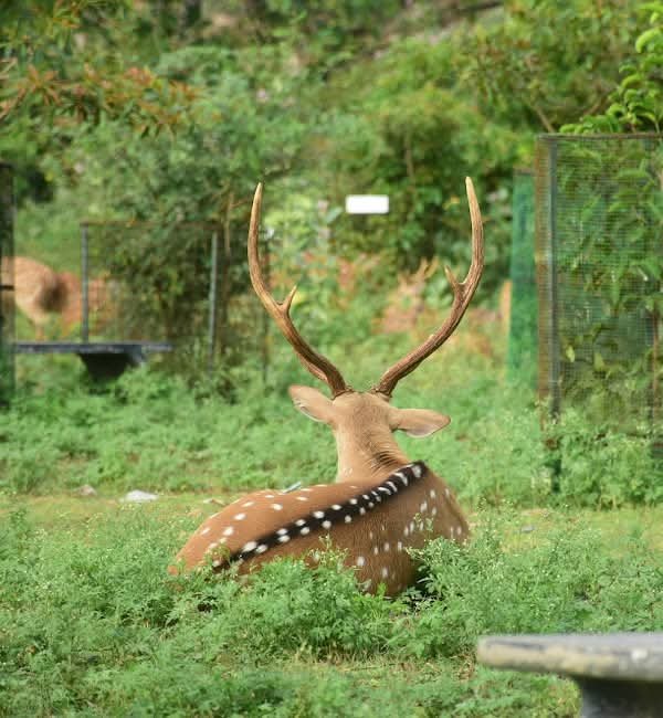Deer park trincomalee