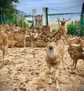 Wildlife & nature nilaveli#deer park trincomalee#snorkeling in nilaveli islands# tour operator in nilaveli#tuk tuk trip in nilaveli trincomalee.