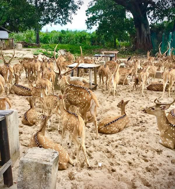 Wildlife & nature nilaveli#deer park trincomalee#snorkeling in nilaveli islands# tour operator in nilaveli#tuk tuk trip in nilaveli trincomalee.
