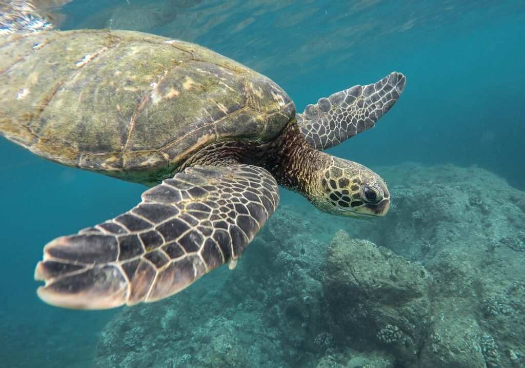 About us-nilaveli islands