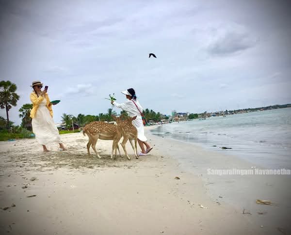 Wildlife & nature nilaveli#deer park trincomalee#snorkeling in nilaveli islands# tour operator in nilaveli#tuk tuk trip in nilaveli trincomalee.