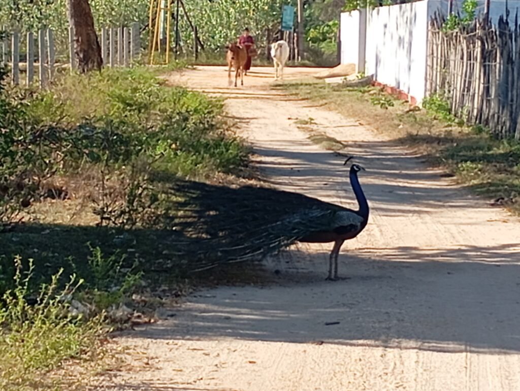 Things to do in nilaveli