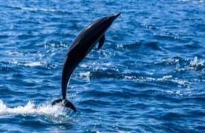 Snorkeling in nilaveli Whale & dolphin watching