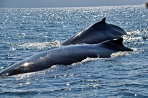 whale & dolphin watching snorkeling in nilaveli