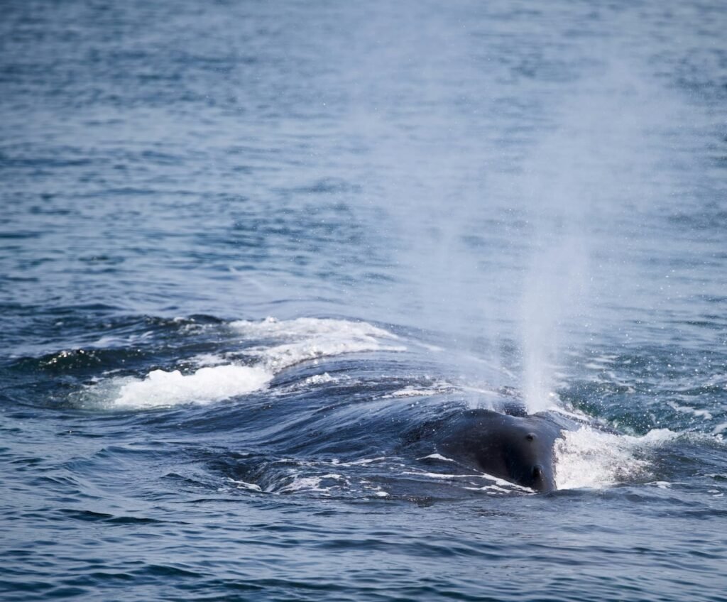 Whale-watching-nilaveli
