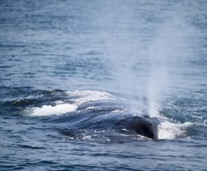 Whale-watching-nilaveli