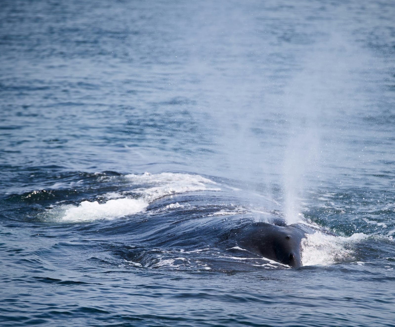 Whale-watching-nilaveli