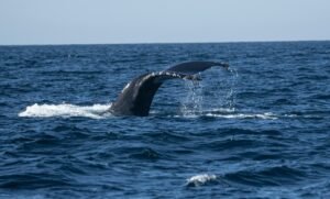 Whale watching in nilaveli