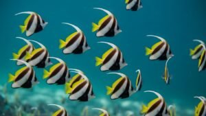 Angel rock snorkeling