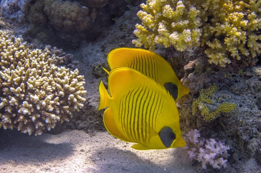 About us-nilaveli islands
