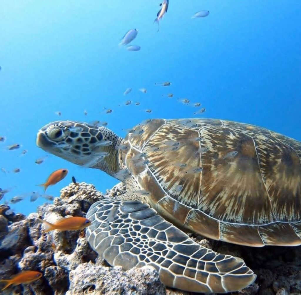Snorkeling in nilaveli