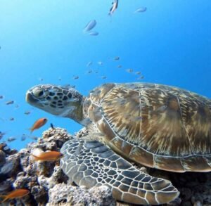 Snorkeling in nilaveli