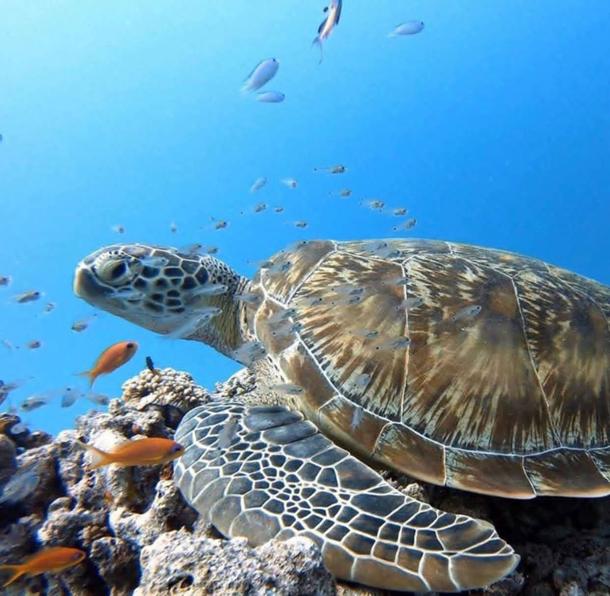 Snorkeling in nilaveli
