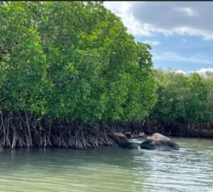 Lagoon-mangroves-tour-nilaveli