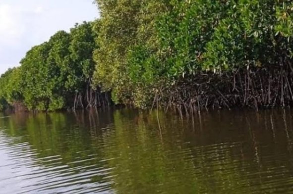 Lagoon-mangroves-tour-nilaveli