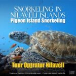 whale & dolphin watching trincomalee