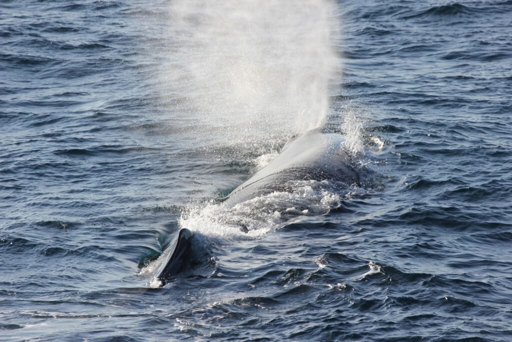 Whale & Dolphin watching trincomalee