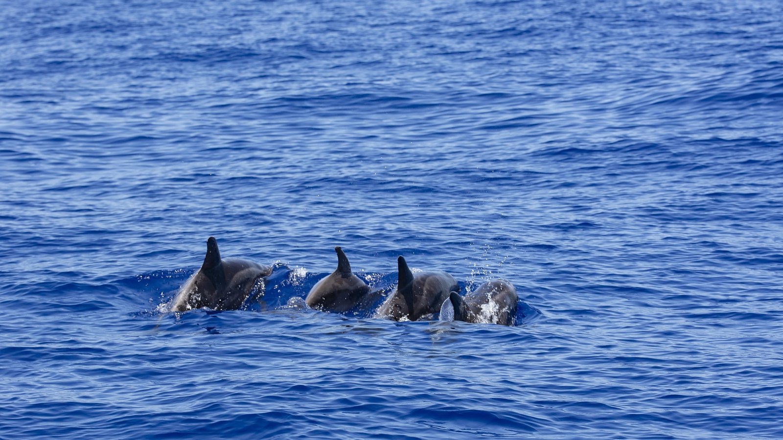 Dolphin watching nilaveli