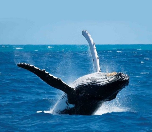 Whale & Dolphin watching nilaveli