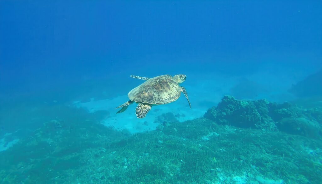 Angel rock snorkeling nilaveli