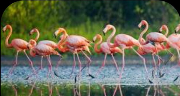 Bird watching in trincomalee