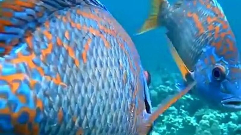 Parrotfish underwater near Angel Rock, Pigeon Island National Park