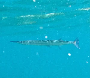 angel rock snorkeling