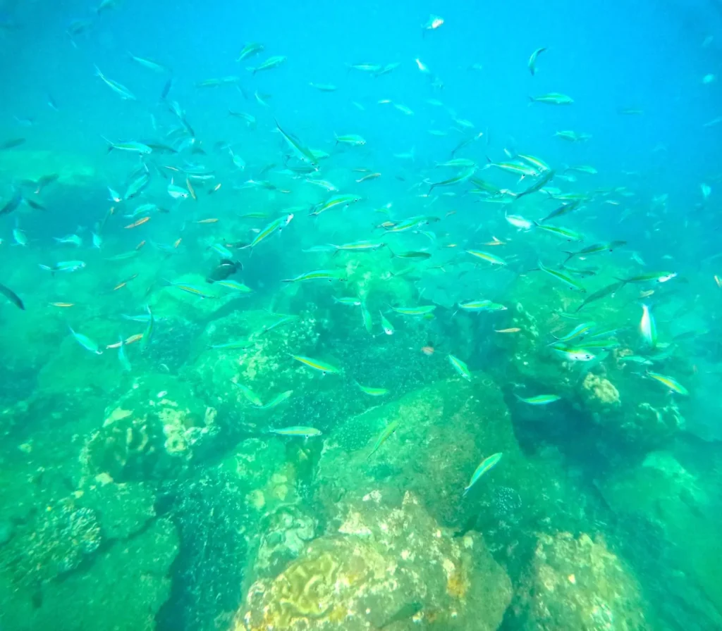 angel rock & pigeon island coral reefs