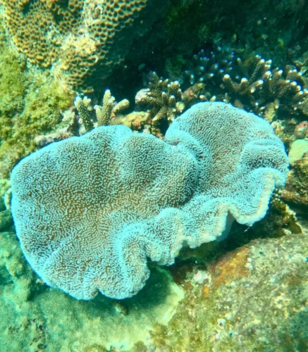 brain-coral-pigeon-island-snorkeling-nilaveli.jpg Alt Text: Brain coral reef at Pigeon Island snorkeling tour Nilaveli - top-rated local operator for beginners