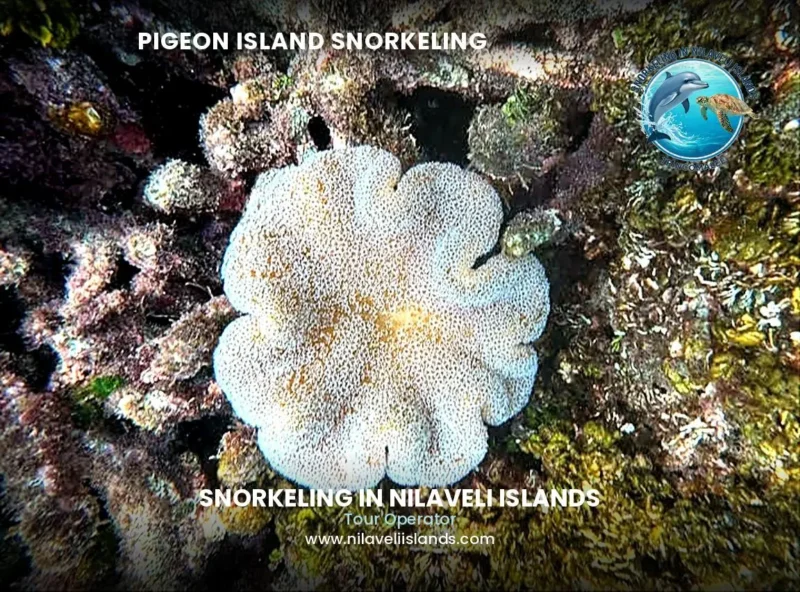 Angel Rock snorkeling coral formation underwater in Nilaveli
