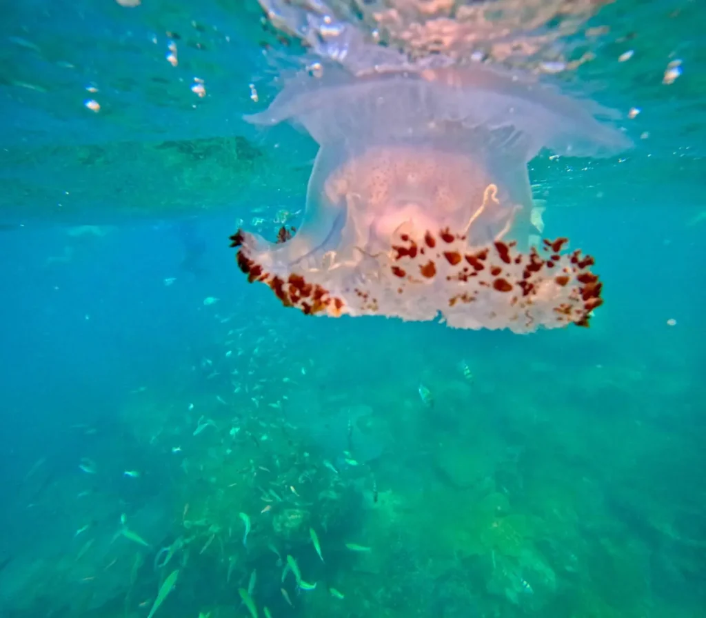 jellyfish were in angel rock snorkeling tour nilaveli trincomalee with snorkeling in nilaveli islands