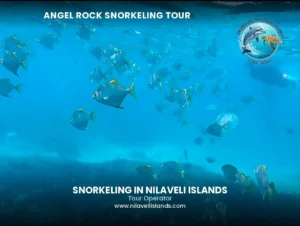 angel rock snorkeling