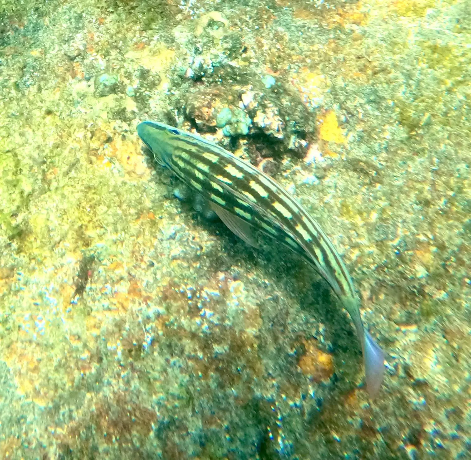 angel rock snorkeling