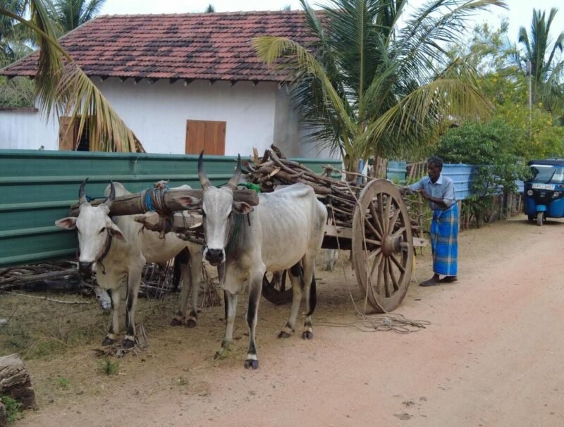Traditional ox cart riding in Nilaveli village attractions - authentic bullock cart tour with local Tamil farmer on sandy road - top things to do in Trincomalee Sri Lanka for family and children.