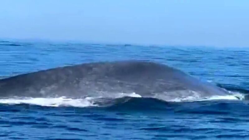 when we go to whale watching in deep sea,4 hrs travelling from trincomalee