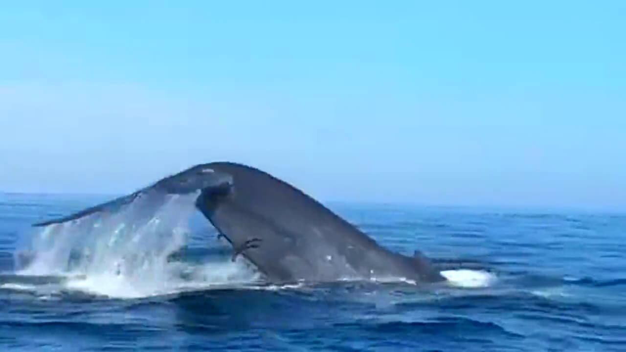 Guests on boat during whale watching tour near Trincomalee harbour, Nilaveli