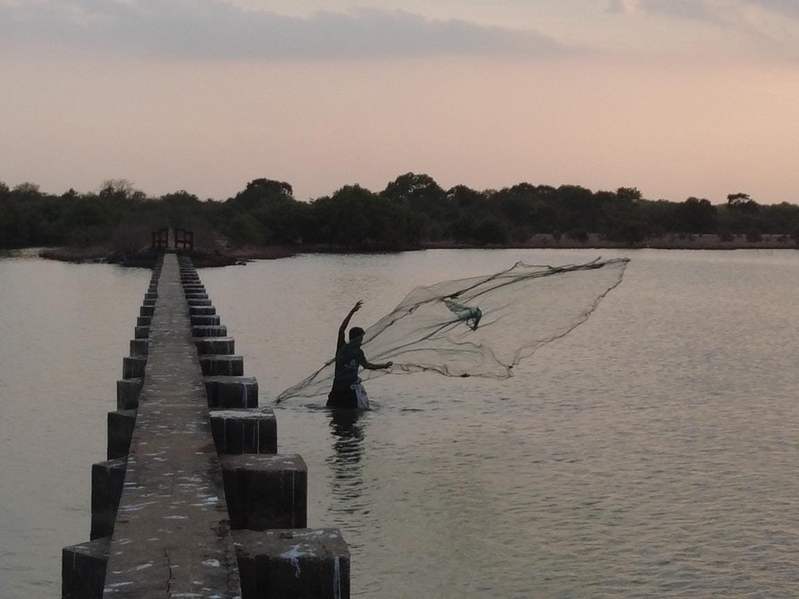 local fisherman using through the trap for catching fishes in nilaveli lagoon at sunset