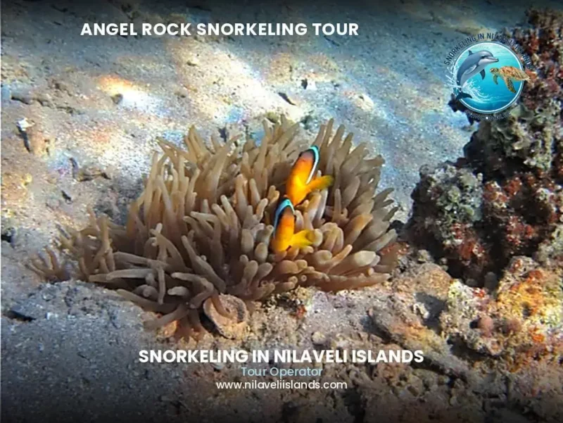Coral reef at Angel Rock snorkeling tour Nilaveli - safe snorkeling near sharks with local guide
