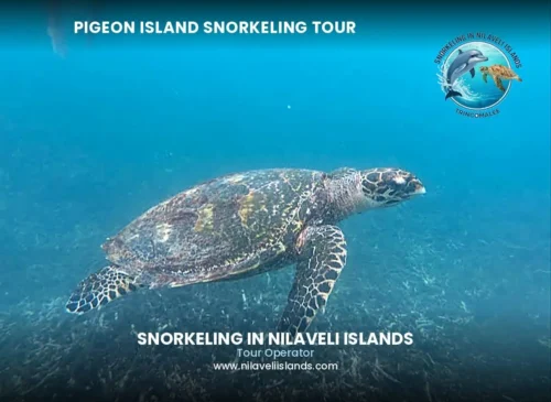 Swimming with sea turtle at Pigeon Island - top-rated local operator with patient guides for beginners and children in Nilaveli
