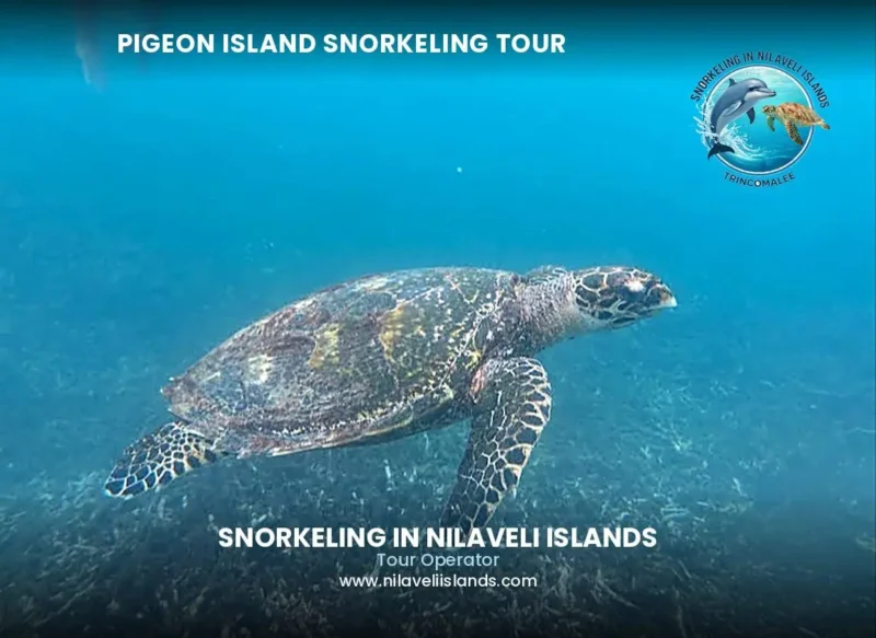 Swimming with sea turtle at Pigeon Island - top-rated local operator with patient guides for beginners and children in Nilaveli