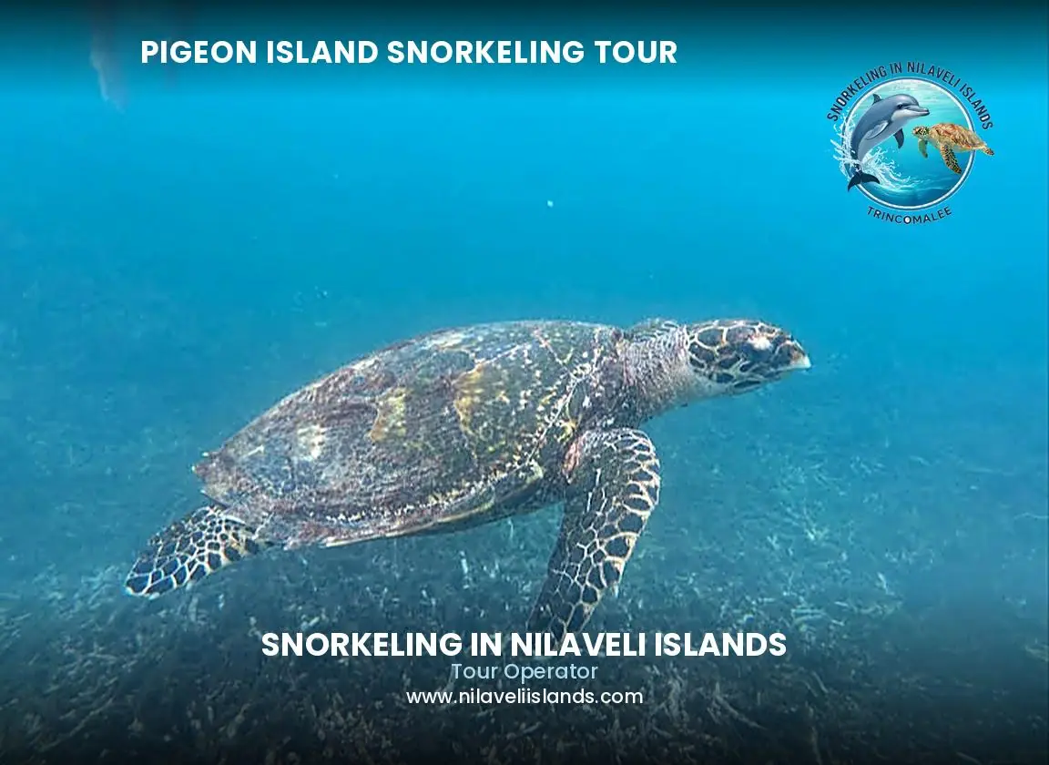 Swimming with sea turtle at Pigeon Island - top-rated local operator with patient guides for beginners and children in Nilaveli