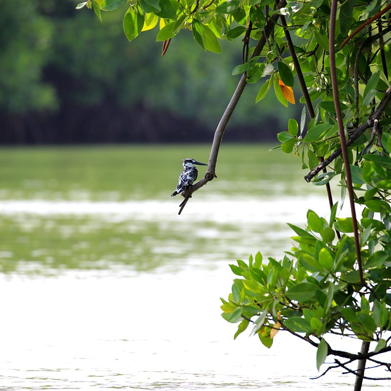 Traditional fisherman on the lagoon