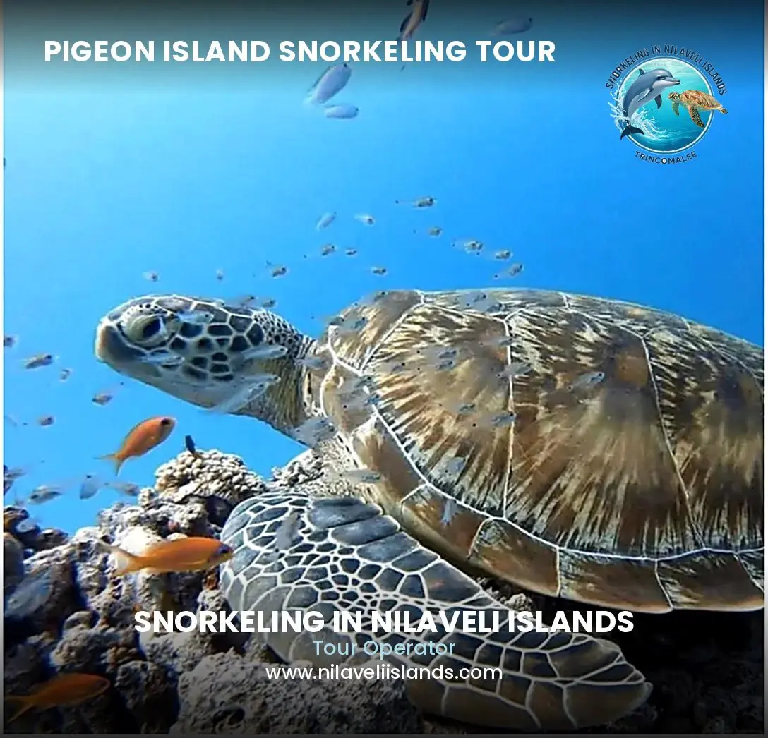 Pigeon island