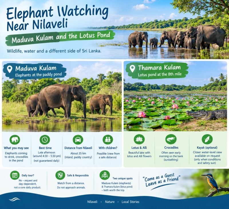 elephant watching near Nilaveli