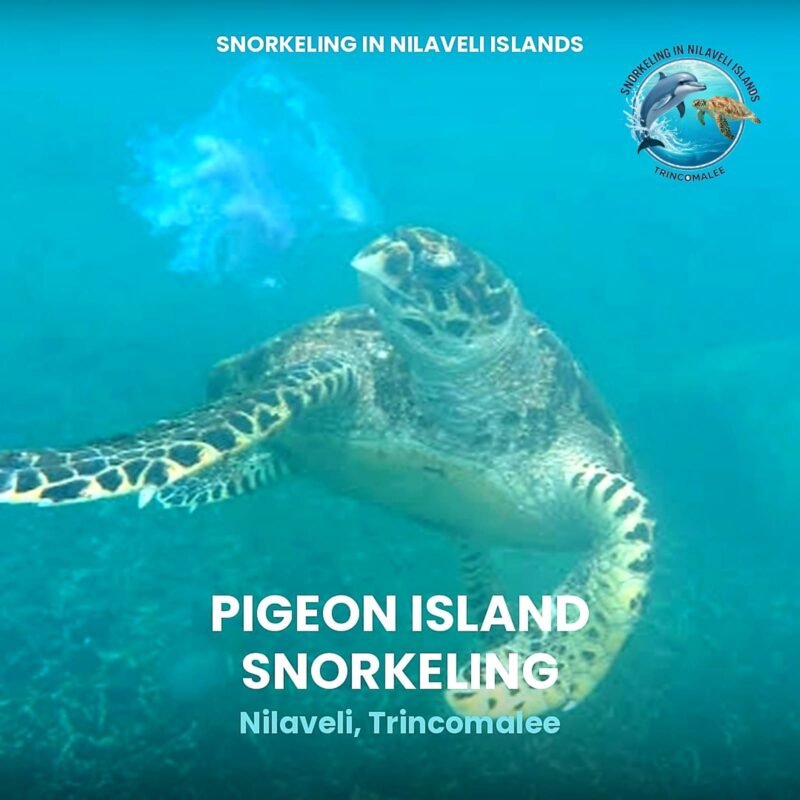 pigeon island snorkeling in nilaveli