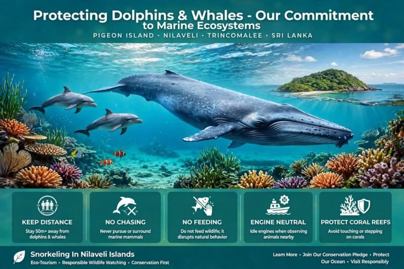 protecting dolphins and whales our commitment to marine ecosystems