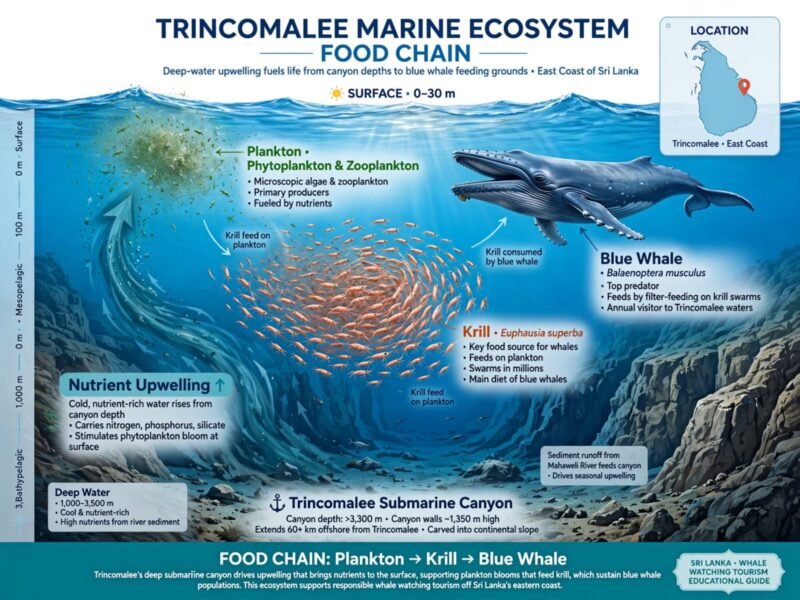 The history of whale watching in Trincomalee is not only a tourism story. It is the story of a deep coastline, seasonal food in the water, and people who worked this sea long before anyone sold a “whale ticket.” I am Sas. I organise early boat mornings from the Nilaveli side of this coast. Guests often ask why whales appear here at all — and why boats do not always need hours of travel to reach deeper water. This post is that background: local memory, geography, and honest limits. It supports our open-sea days. It is not a second sales page. Come as a guest. Leave as a friend.