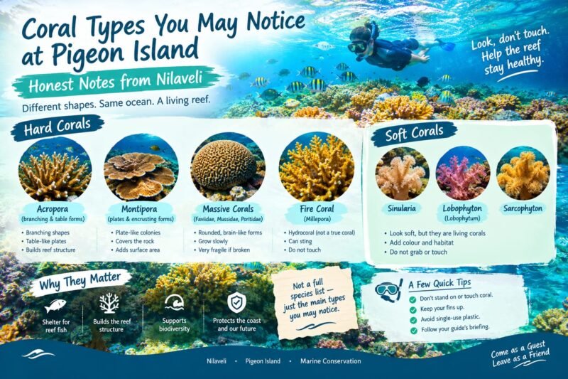 Illustration of hard and soft coral types that snorkelers may notice at Pigeon Island, Nilaveli.