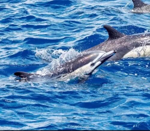 dolphin watching nilaveli-the early morning open sea trip. East coast.